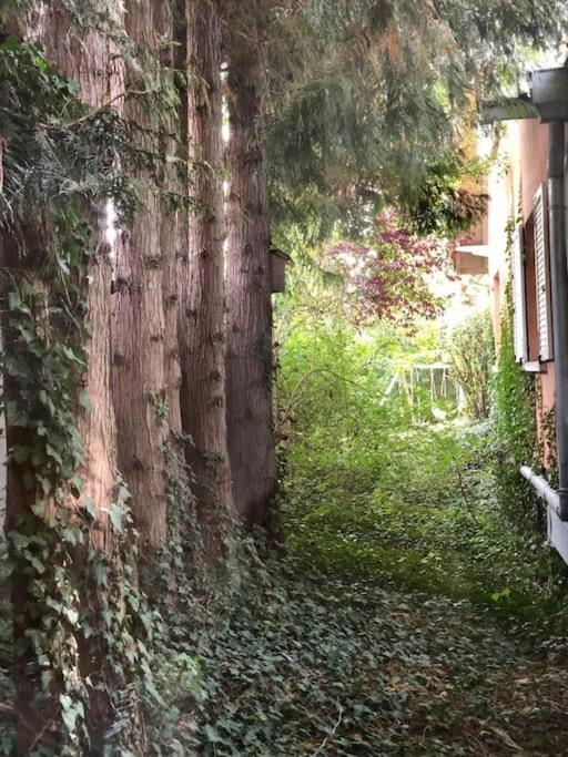 Logement De Charme Au Coeur De La Nature Osenbach Exterior photo